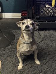 Lost Female Dog last seen N Newcomb Rd is the large street in front of our cul de sac, Porterville, CA 93257