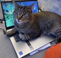 Lost Male Cat last seen Handy Rd. & Franklin Ct., Colbert, WA 99005
