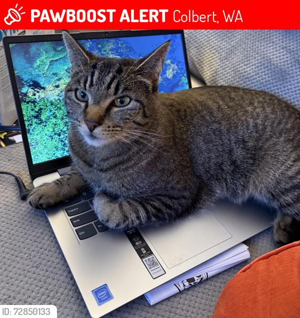 Lost Male Cat last seen Handy Rd. & Franklin Ct., Colbert, WA 99005