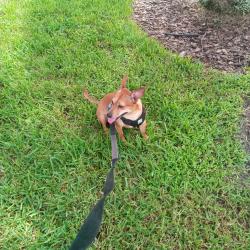 Lost Male Dog last seen Steak n Shake, University Mall 14th St. & Fowler Ave, Tampa, FL 33602