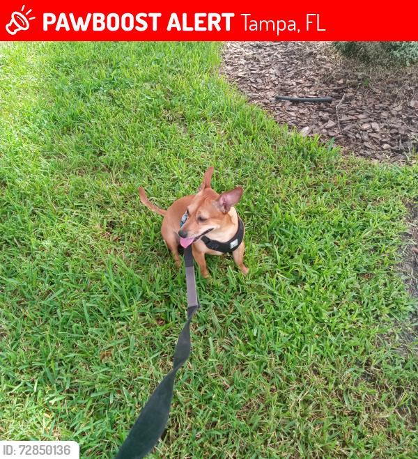 Lost Male Dog last seen Steak n Shake, University Mall 14th St. & Fowler Ave, Tampa, FL 33602