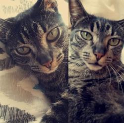 Lost Female Cat last seen Linaza ln, Spring Valley, CA 91977
