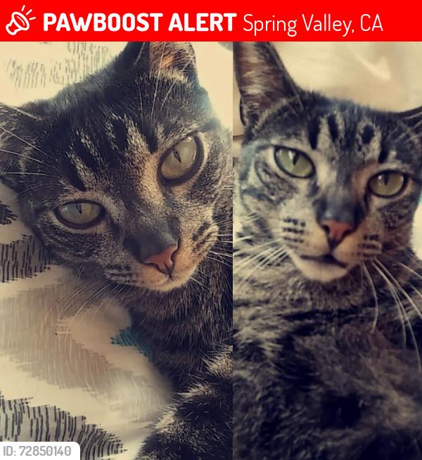 Lost Female Cat last seen Linaza ln, Spring Valley, CA 91977