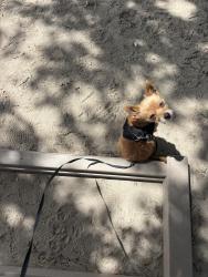 Lost Female Dog last seen Washington st , Fredericksburg, VA 22401