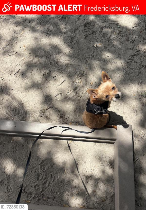 Lost Female Dog last seen Washington st, Fredericksburg, VA 22401