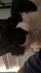 Lost Male Cat last seen Linaza ln , Spring Valley, CA 91977