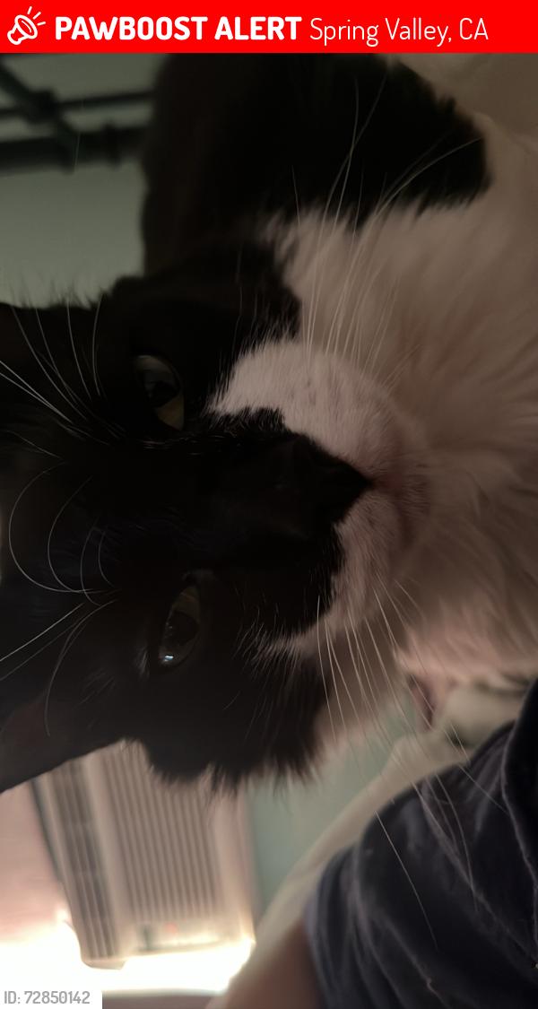 Lost Male Cat last seen Linaza ln , Spring Valley, CA 91977