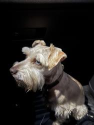 Found/Stray Male Dog last seen Cross street on Reddit , Orlando, FL 32822