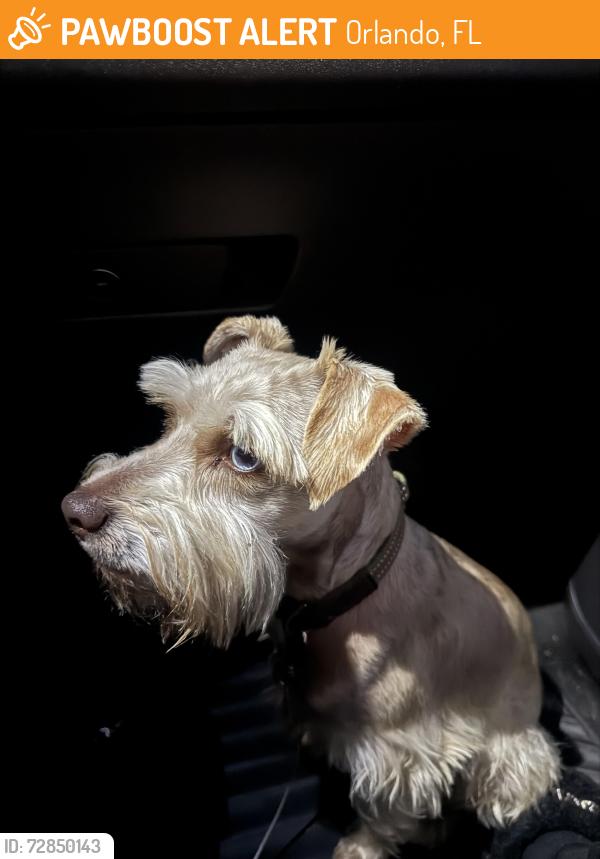 Found/Stray Male Dog last seen Cross street on Reddit , Orlando, FL 32822