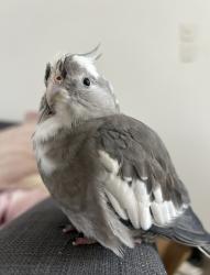 Lost Female Bird last seen Barry Bolton Park, Margate, QLD 4019