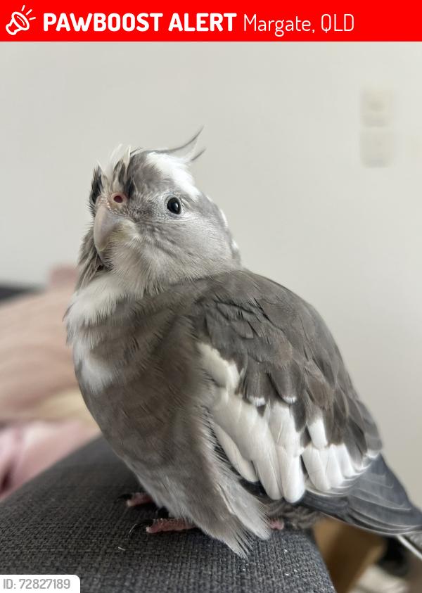 Lost Female Bird last seen Barry Bolton Park, Margate, QLD 4019