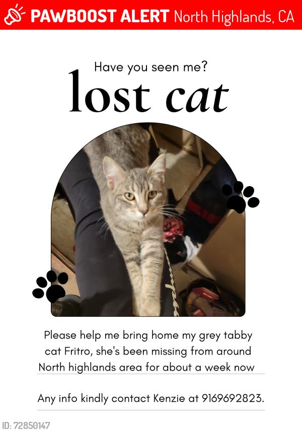 Lost Female Cat last seen North Highlands by scandia, North Highlands, CA 95660