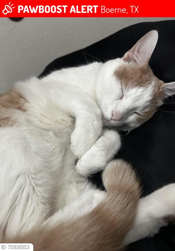Lost Male Cat last seen Fair oaks, Boerne, TX 78015