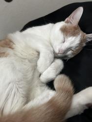 Lost Male Cat last seen Fair oaks, Boerne, TX 78015