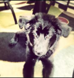 Lost Male Dog last seen Near eleven , Tacoma, WA 98466
