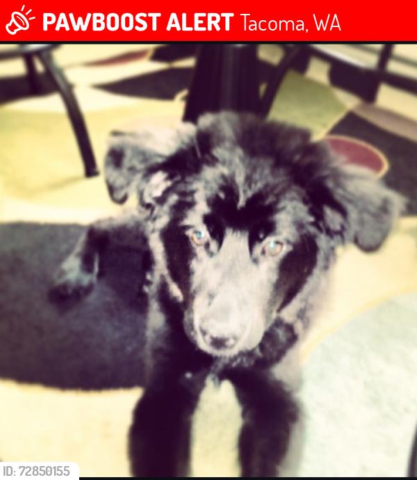 Lost Male Dog last seen Near eleven , Tacoma, WA 98466