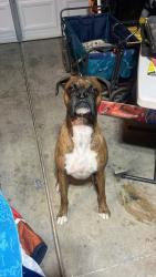 Found/Stray Male Dog last seen Tupac and Golfridge , Las Vegas, NV 89130