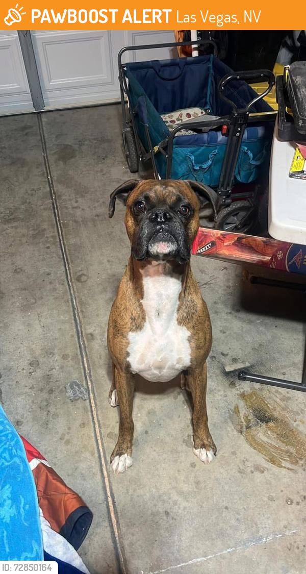 Found/Stray Male Dog last seen Tupac and Golfridge , Las Vegas, NV 89130