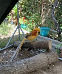 Lost Male Bird last seen E Don Julio Street, Long Bach, CA 90815, Long Beach, CA 90815