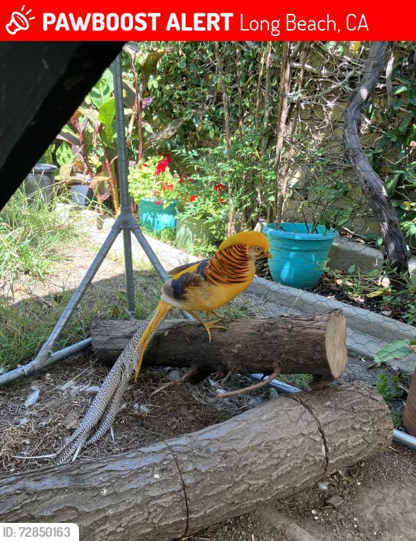 Lost Male Bird last seen E Don Julio Street, Long Bach, CA 90815, Long Beach, CA 90815