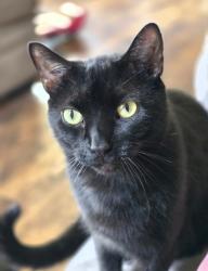 Reunited Male Cat last seen 19th st, Canton, OH 44705