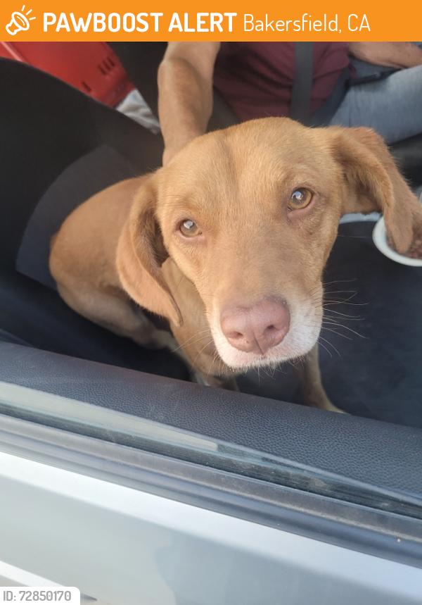 Found/Stray Male Dog last seen Virgina/Oswell, Bakersfield, CA 93307