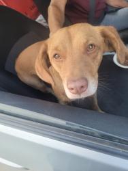 Found/Stray Male Dog last seen Virgina/Oswell, Bakersfield, CA 93307