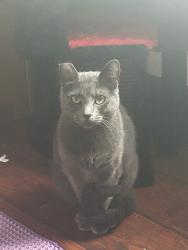Lost Male Cat last seen Palm Ave & Tyler Street, Sacramento, CA 95842