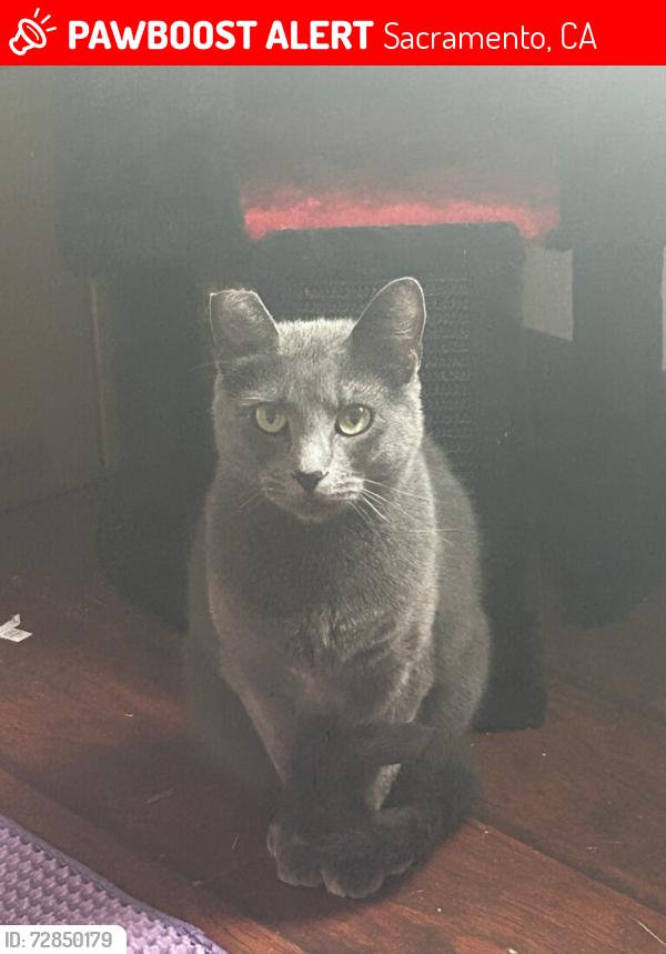 Lost Male Cat last seen Palm Ave & Tyler Street, Sacramento, CA 95842