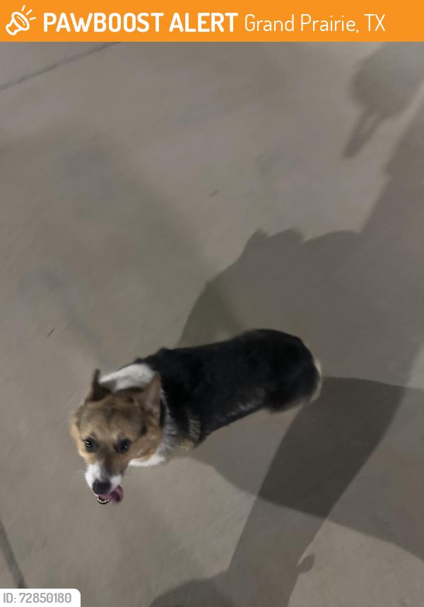 Found/Stray Unknown Dog last seen Creekside at Grand Prairie apmts , Grand Prairie, TX 75052