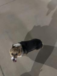 Found/Stray Unknown Dog last seen Creekside at Grand Prairie apmts , Grand Prairie, TX 75052