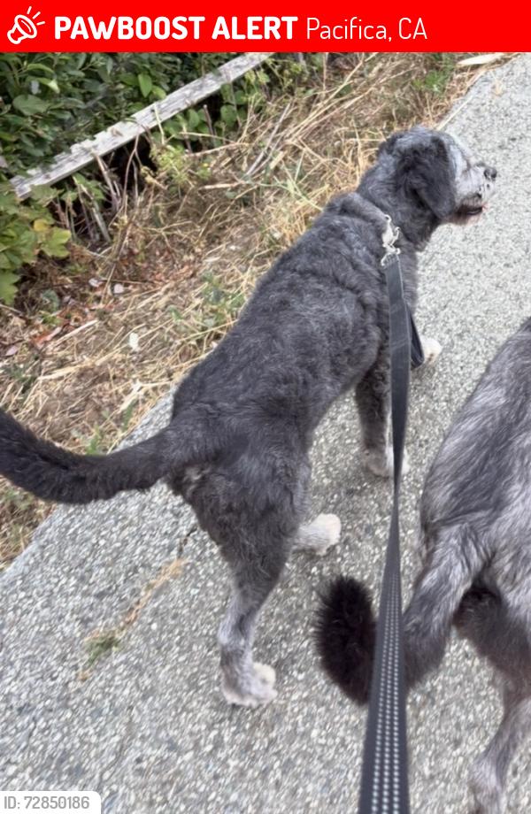 Lost Female Dog last seen mori point trail , Pacifica, CA 94044