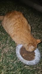 Found/Stray Unknown Cat last seen Near ave 21920, Edmonton, AB T5T 6Z8