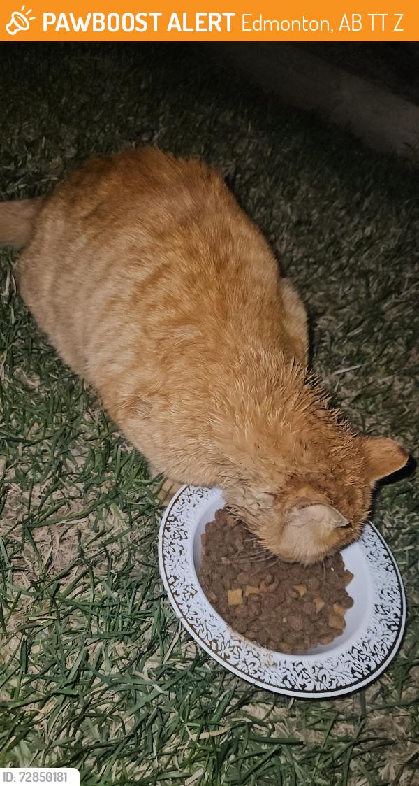 Found/Stray Unknown Cat last seen Near ave 21920, Edmonton, AB T5T 6Z8