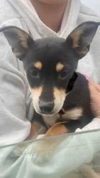 Found/Stray Male Dog last seen 5th and Memorial, Tulsa, OK 74112