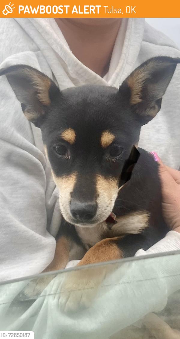 Found/Stray Male Dog last seen 5th and Memorial, Tulsa, OK 74112