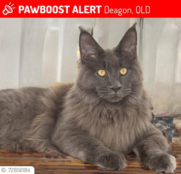 Lost Male Cat last seen Beerwah Nearra street Deagon 4017, Deagon, QLD 4017