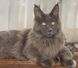 Lost Male Cat last seen Beerwah Nearra street Deagon 4017, Deagon, QLD 4017