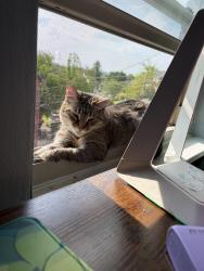 Lost Female Cat last seen Garden terrace and greensburg pike , Pittsburgh, PA 15221