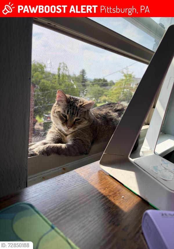 Lost Female Cat last seen Garden terrace and greensburg pike , Pittsburgh, PA 15221