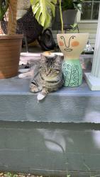 Lost Female Cat last seen Next to Gwin place on Quarry Rd, Mt. Juliet, TN 37122