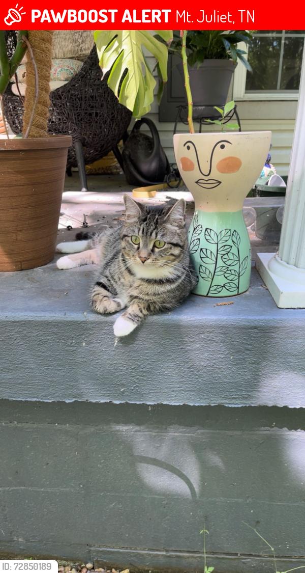 Lost Female Cat last seen Next to Gwin place on Quarry Rd, Mt. Juliet, TN 37122