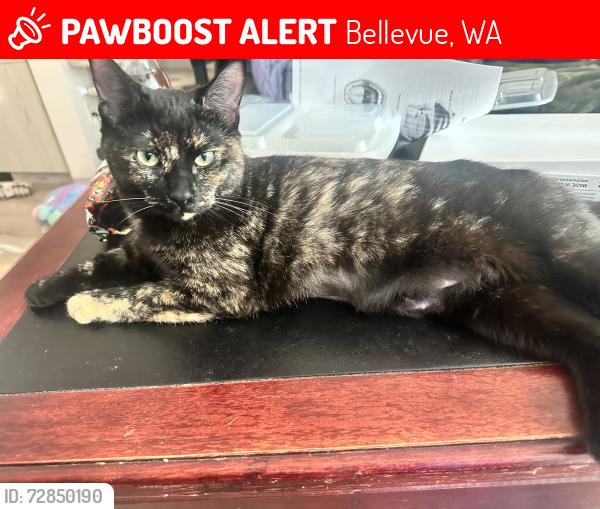 Lost Female Cat last seen NE 10th Street and 147th PL NE in Bellevue, Bellevue, WA 98007