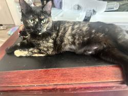 Lost Female Cat last seen NE 10th Street and 147th PL NE in Bellevue, Bellevue, WA 98007