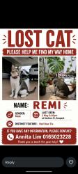 Lost Male Cat last seen Jalan 21/1 seapark, Petaling Jaya, Selangor 46300