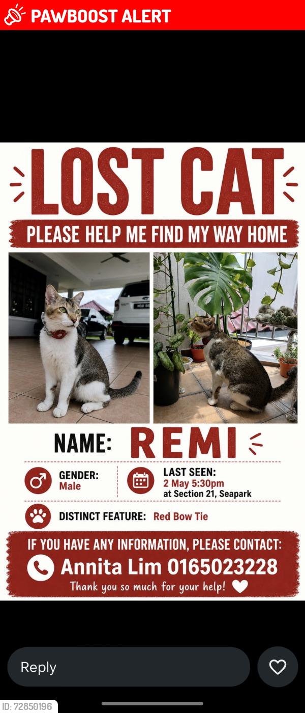 Lost Male Cat last seen Jalan 21/1 seapark, Petaling Jaya, Selangor 46300
