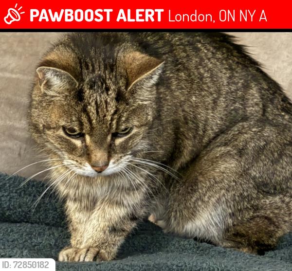 Lost Male Cat last seen Adelaide St N and McMahen St, London, ON N5Y 0A2