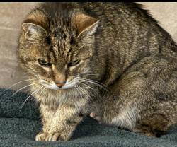Lost Male Cat last seen Adelaide St N and McMahen St, London, ON N5Y 0A2