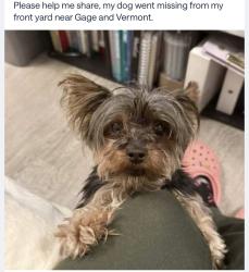 Lost Female Dog last seen Vermont and Gage, Los Angeles, CA 90044