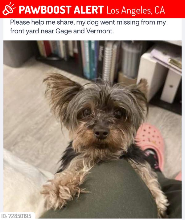 Lost Female Dog last seen Vermont and Gage, Los Angeles, CA 90044